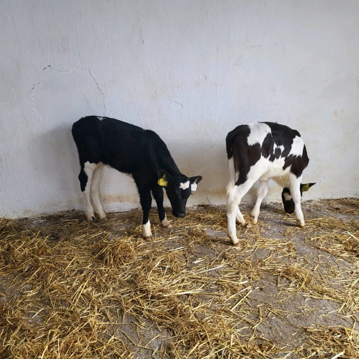 Friesian heifer  calves - Image 2