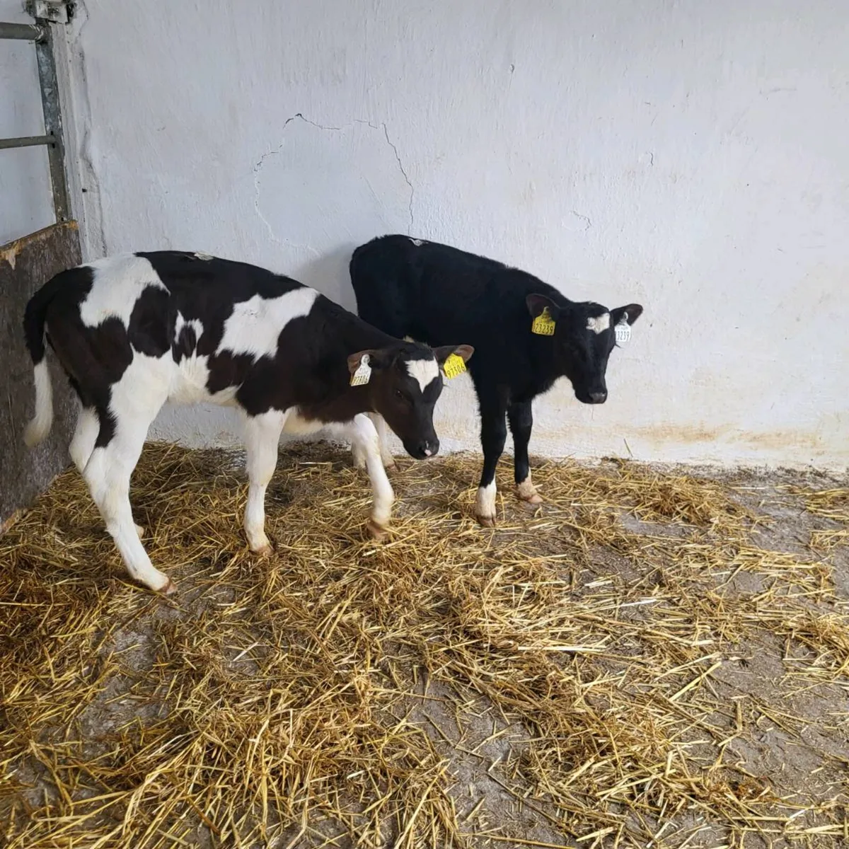 Friesian heifer  calves - Image 1