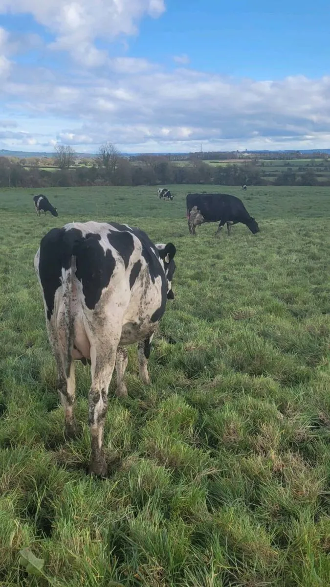 Dairy cattle - Image 2