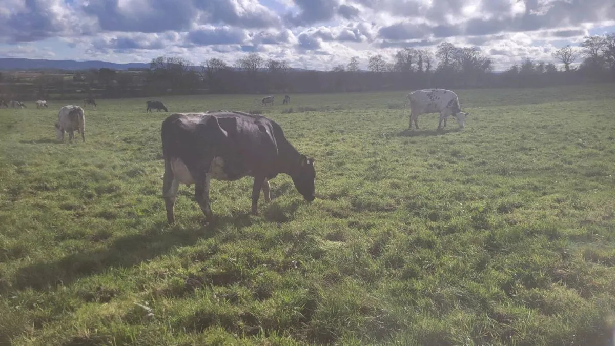 Dairy cattle - Image 3