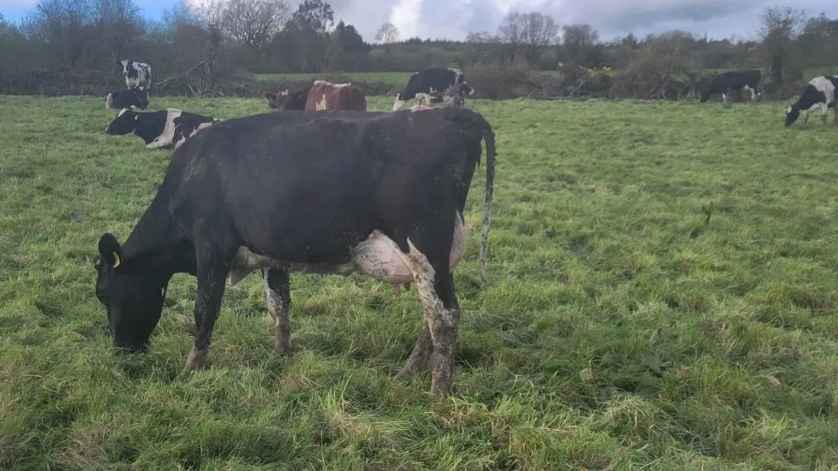 Dairy cattle - Image 4