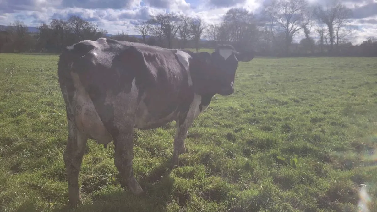 Dairy cattle - Image 1