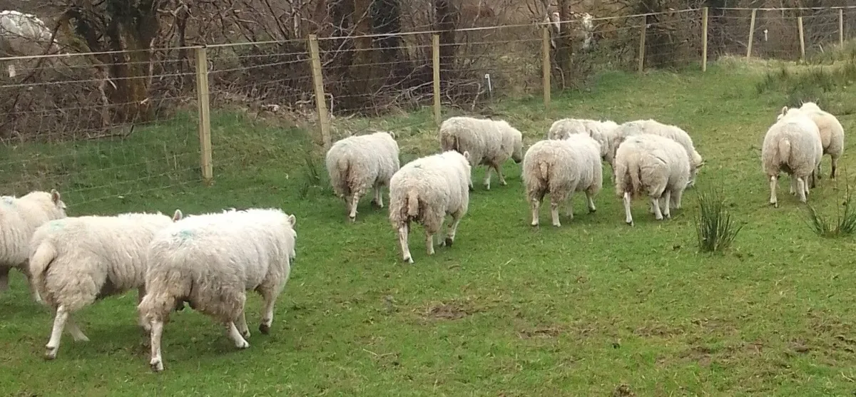 5 super Ewe Lambs - Image 1