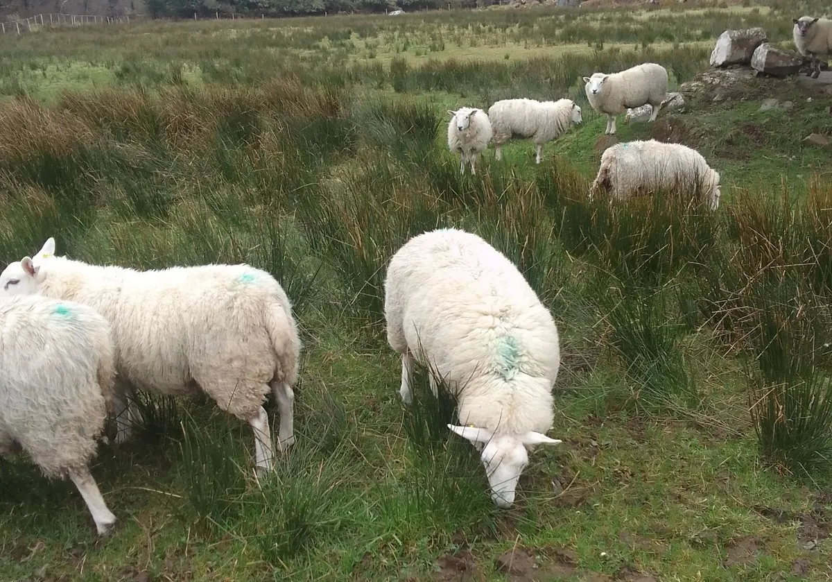 5 super Ewe Lambs - Image 2