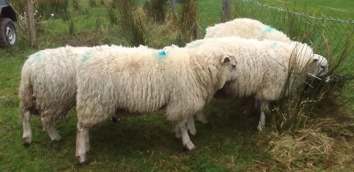 5 super Ewe Lambs - Image 3