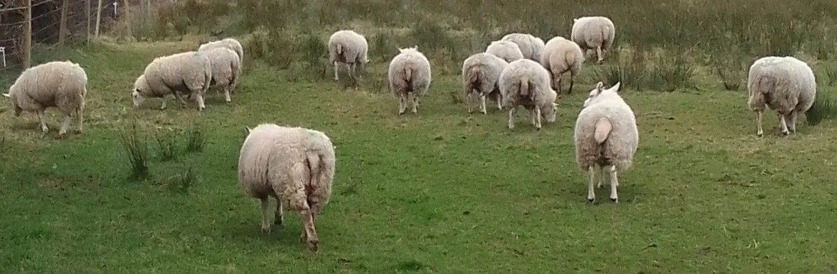 5 super Ewe Lambs - Image 4