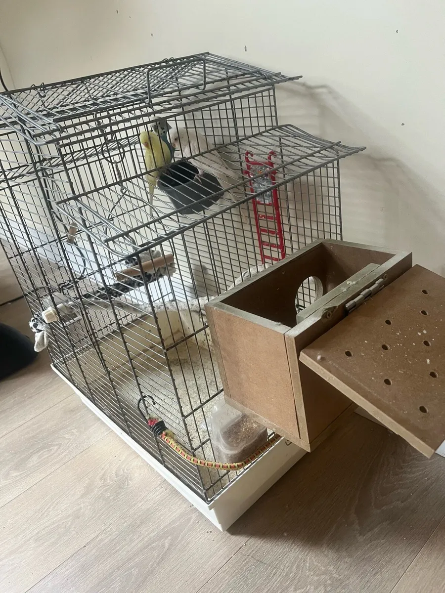 Budgies and cage - Image 4