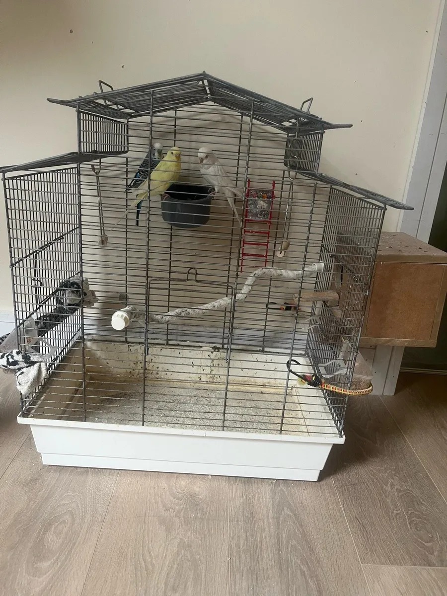 Budgies and cage - Image 1