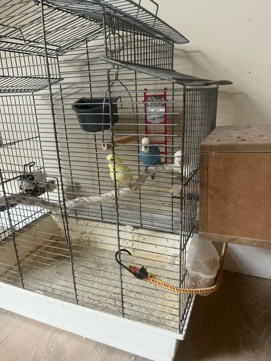 Budgies and cage - Image 2