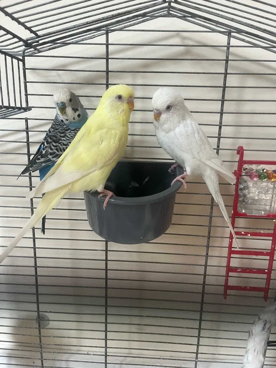 Budgies and cage - Image 3