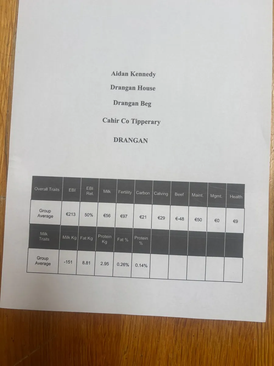Friesian x Heifer calf for sale - Image 3