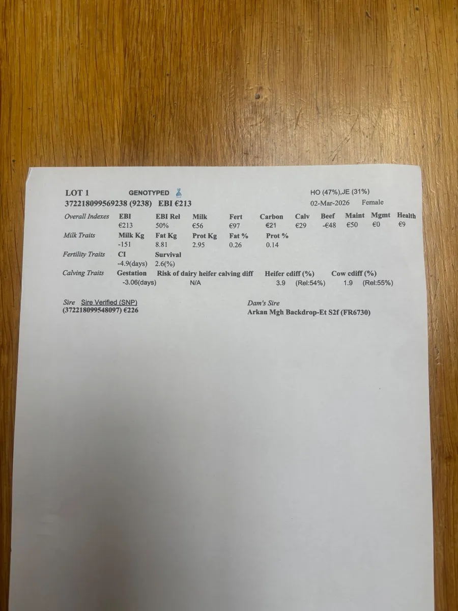 Friesian x Heifer calf for sale - Image 4