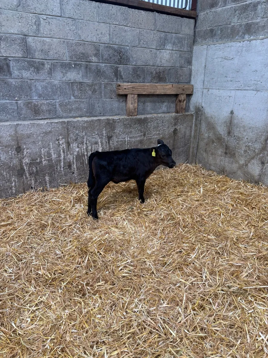 Friesian x Heifer calf for sale - Image 2