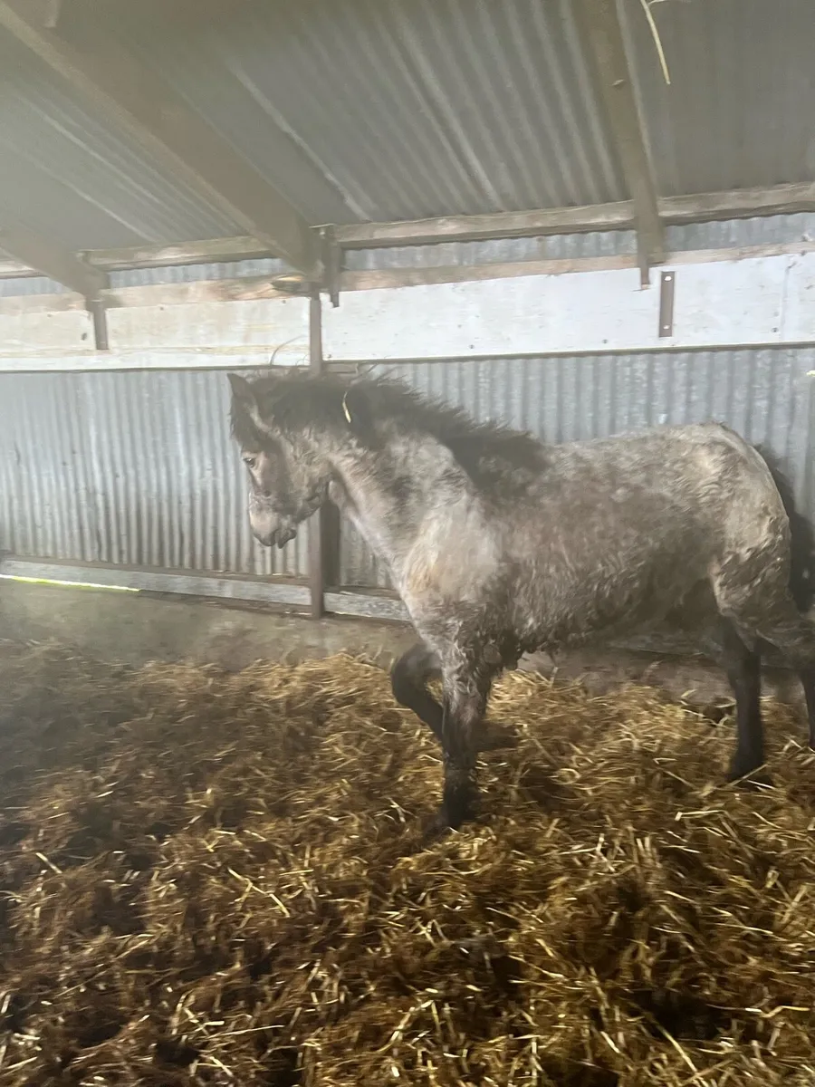 Connemara Yearling Filly Dun - Image 3
