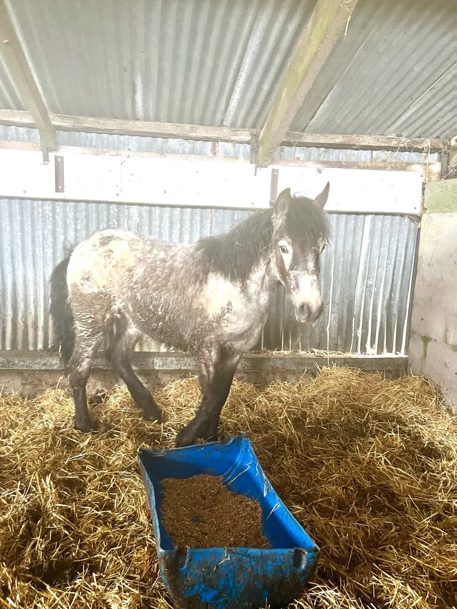 Connemara Yearling Filly Dun - Image 4