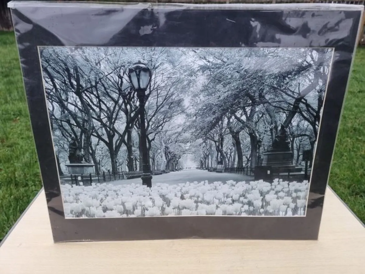 Large art photograph of Central Park in New York - Image 1