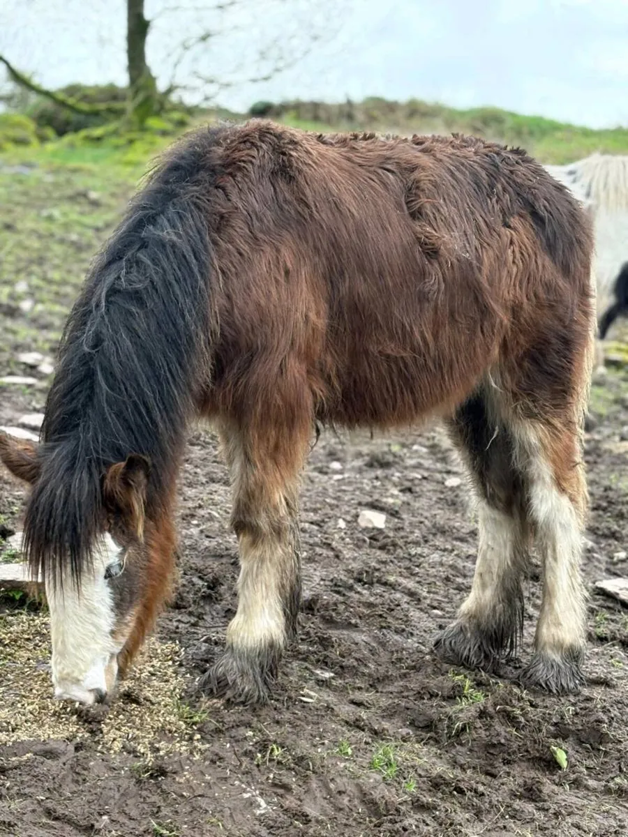 Heavy bay filly - Image 1
