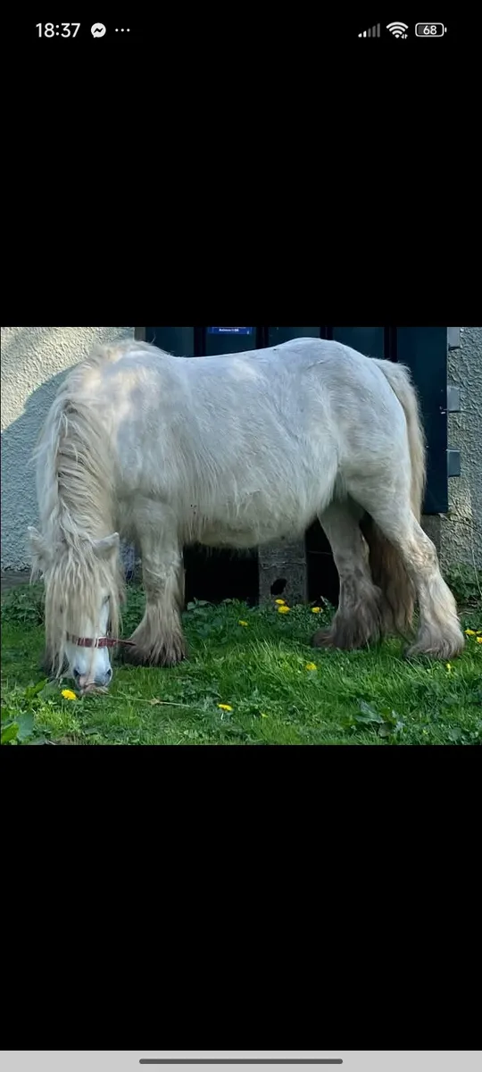 Heavy bay filly - Image 2