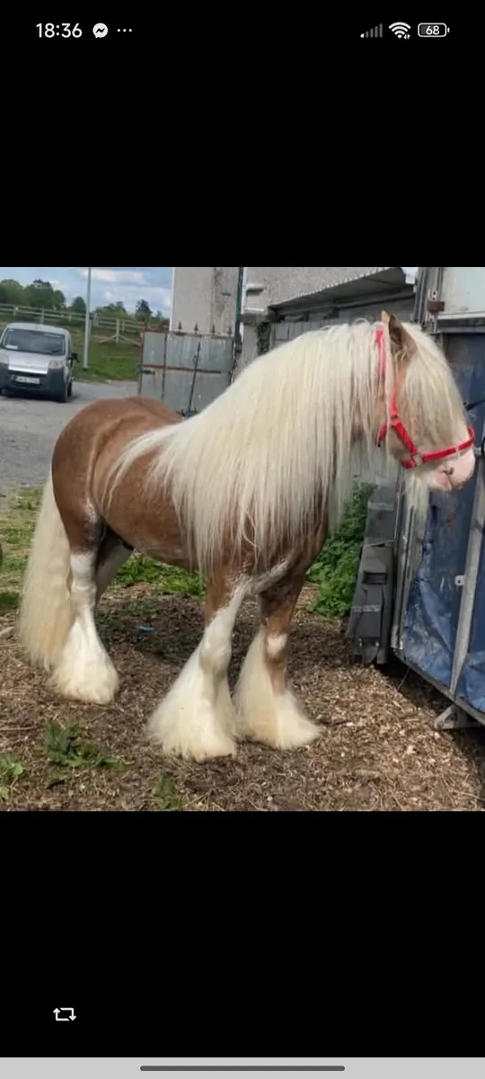 Heavy bay filly - Image 3