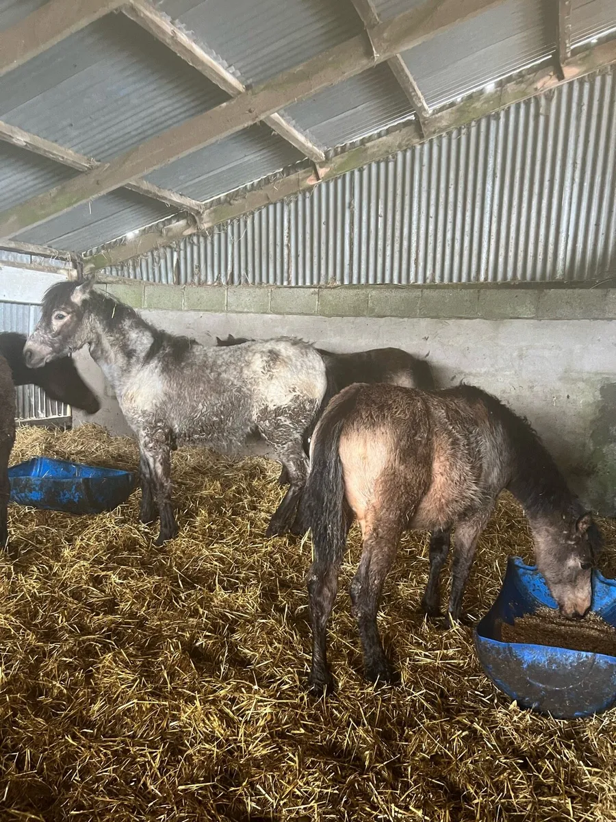 Yearling Connemara Colt - Image 4