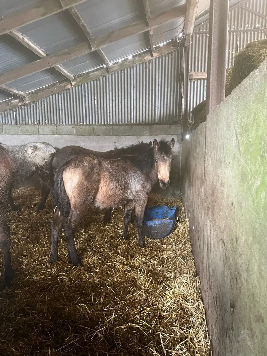 Yearling Connemara Colt - Image 3