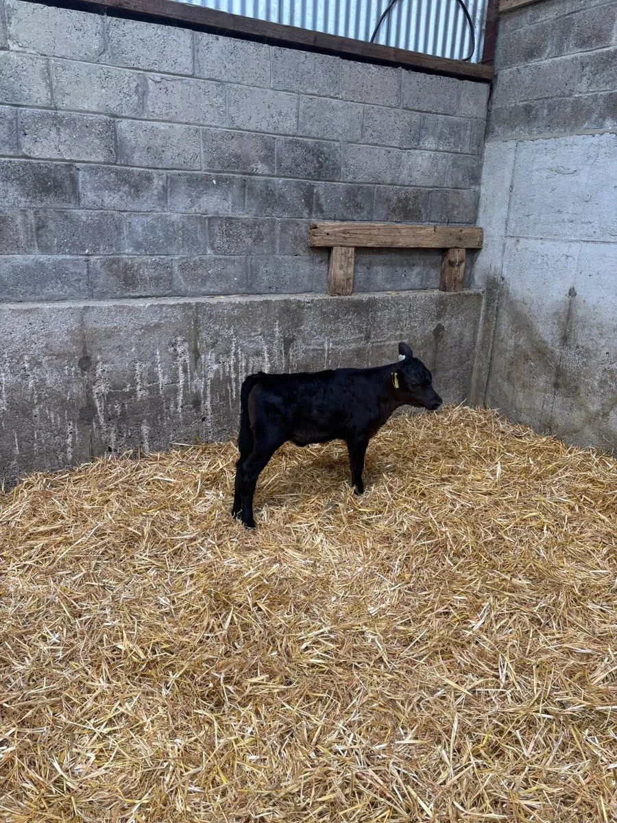 Friesian x Heifer calf for sale - Image 1