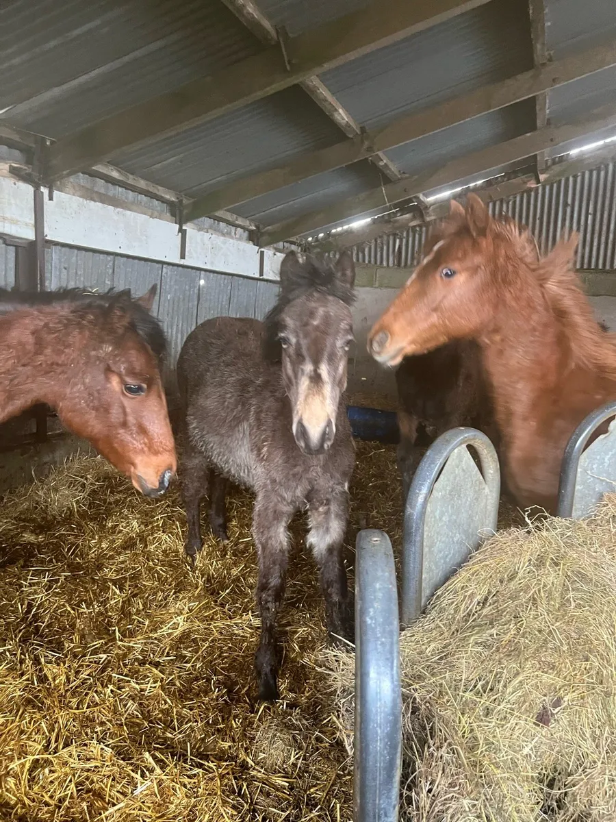 Yearling Connemara Colt - Image 3