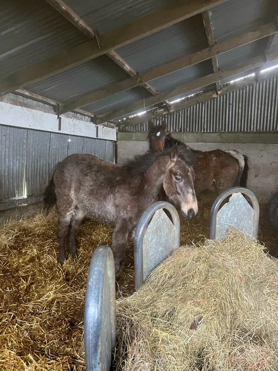 Yearling Connemara Colt - Image 4