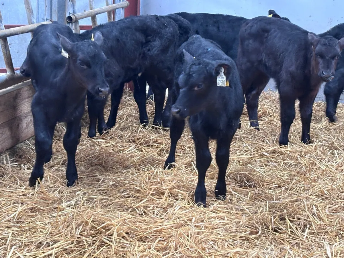 11 heifer calves @€195 - Image 1