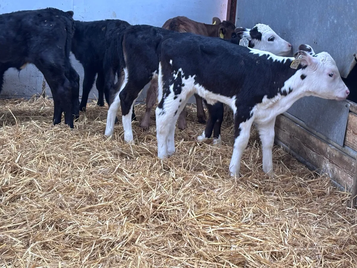 11 heifer calves @€195 - Image 3