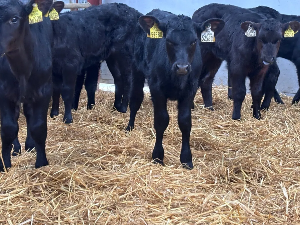 11 heifer calves @€195 - Image 2