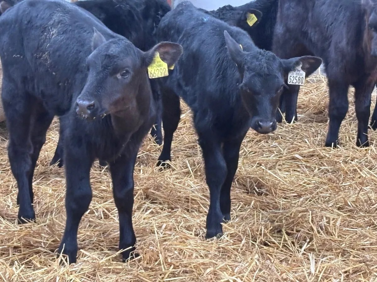 11 heifer calves @€195 - Image 4