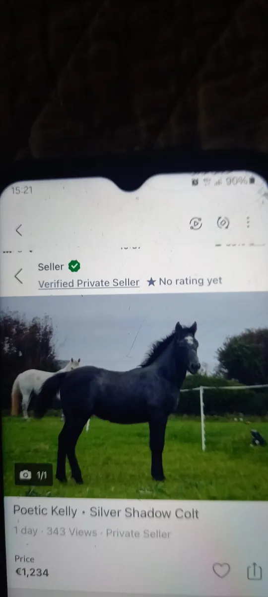 Connemara colt pony - Image 1