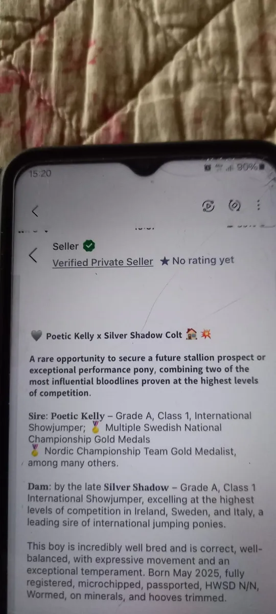 Connemara colt pony - Image 2