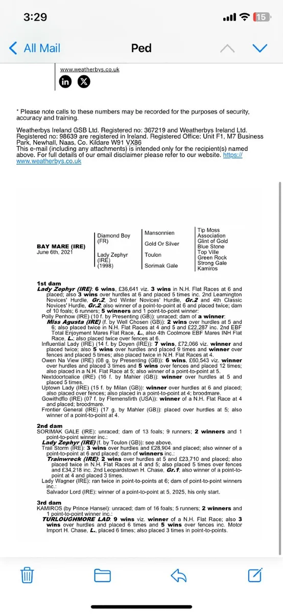 DIAMOND BOY sister to 6 WINNERS - Image 3