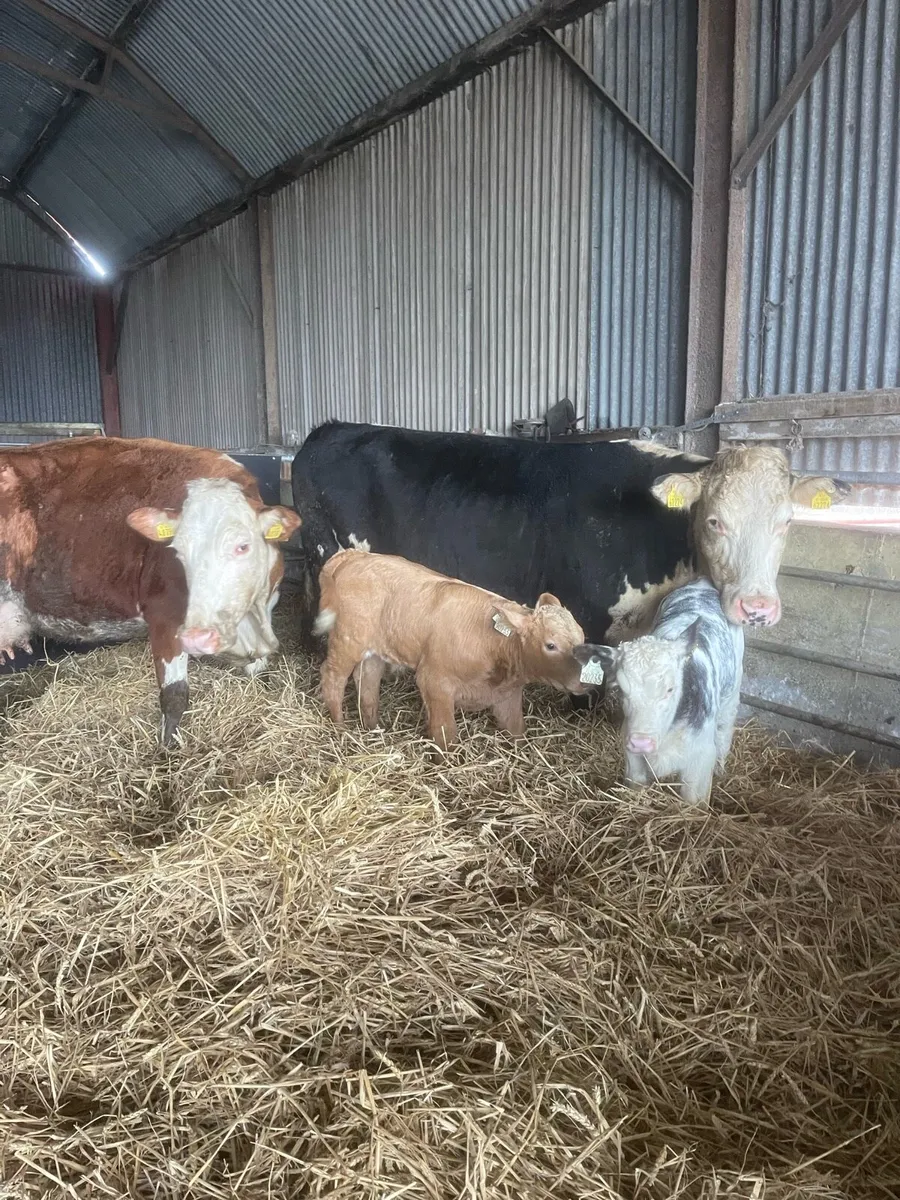 2xsuckler cow teams - Image 1