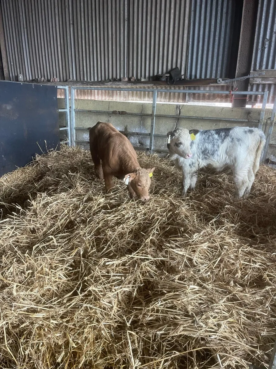 2xsuckler cow teams - Image 2