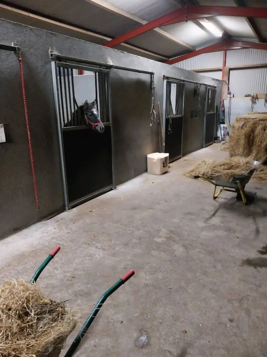 Connemara colt pony - Image 3