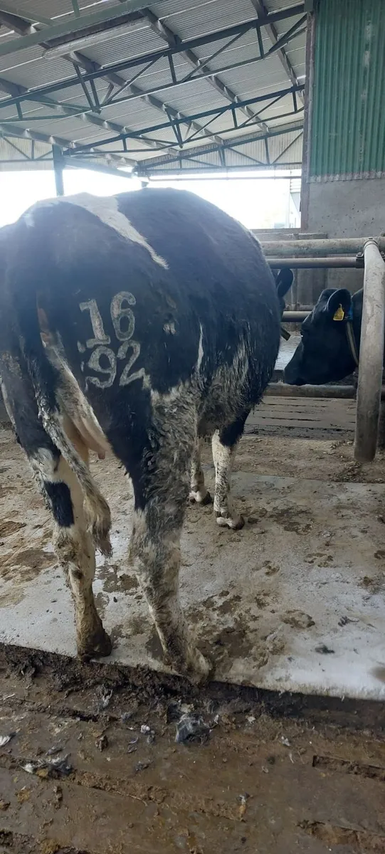 Incalf cows and heifer - Image 1