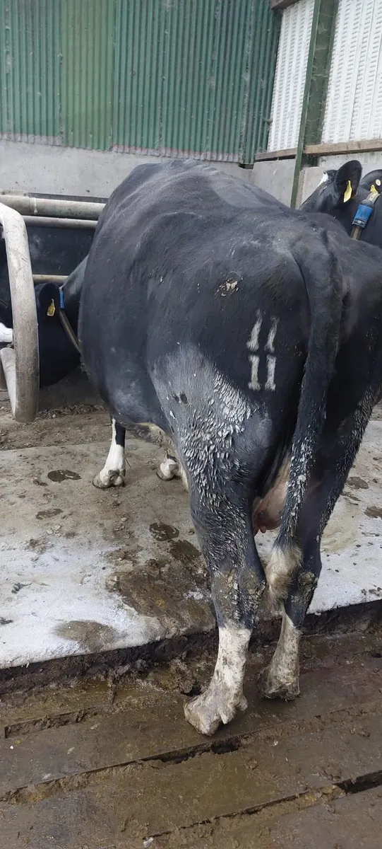 Incalf cows and heifer - Image 2