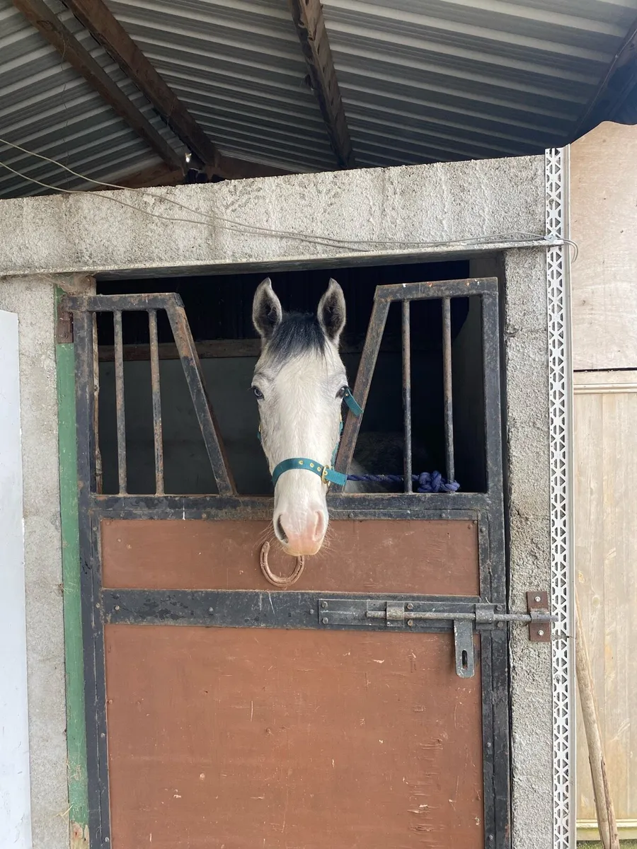 Irish draught - Image 1