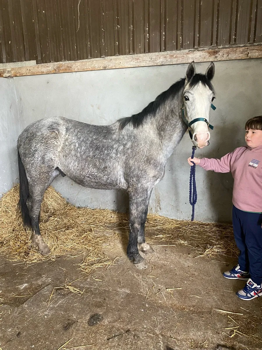 Irish draught - Image 2