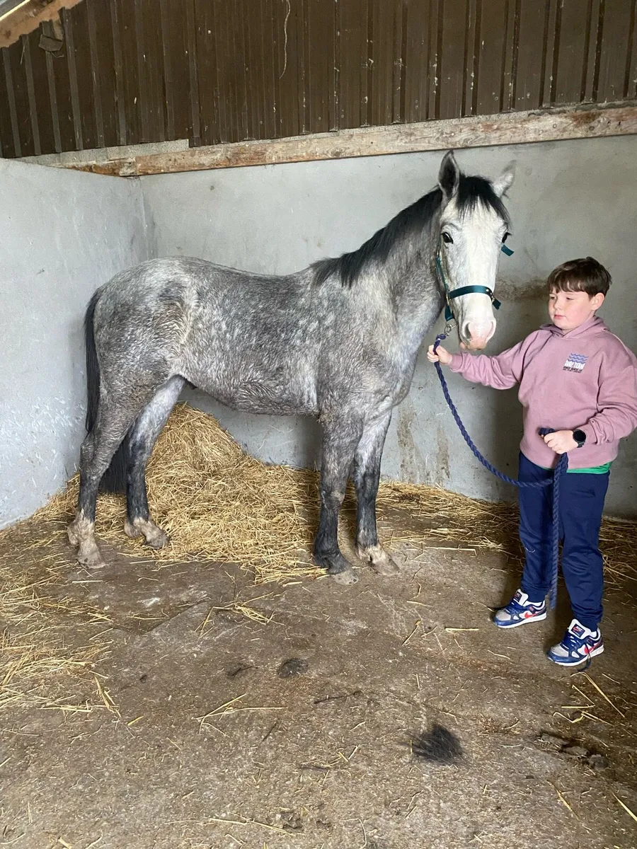 Irish draught - Image 3