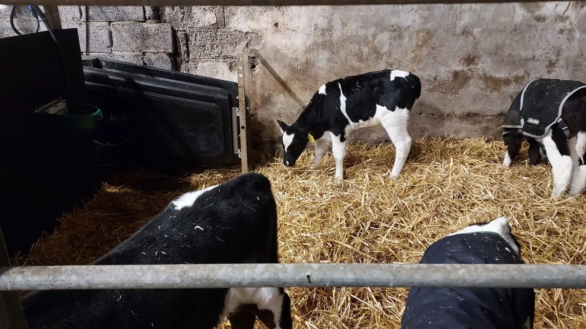 FR Bull Calves - Image 3