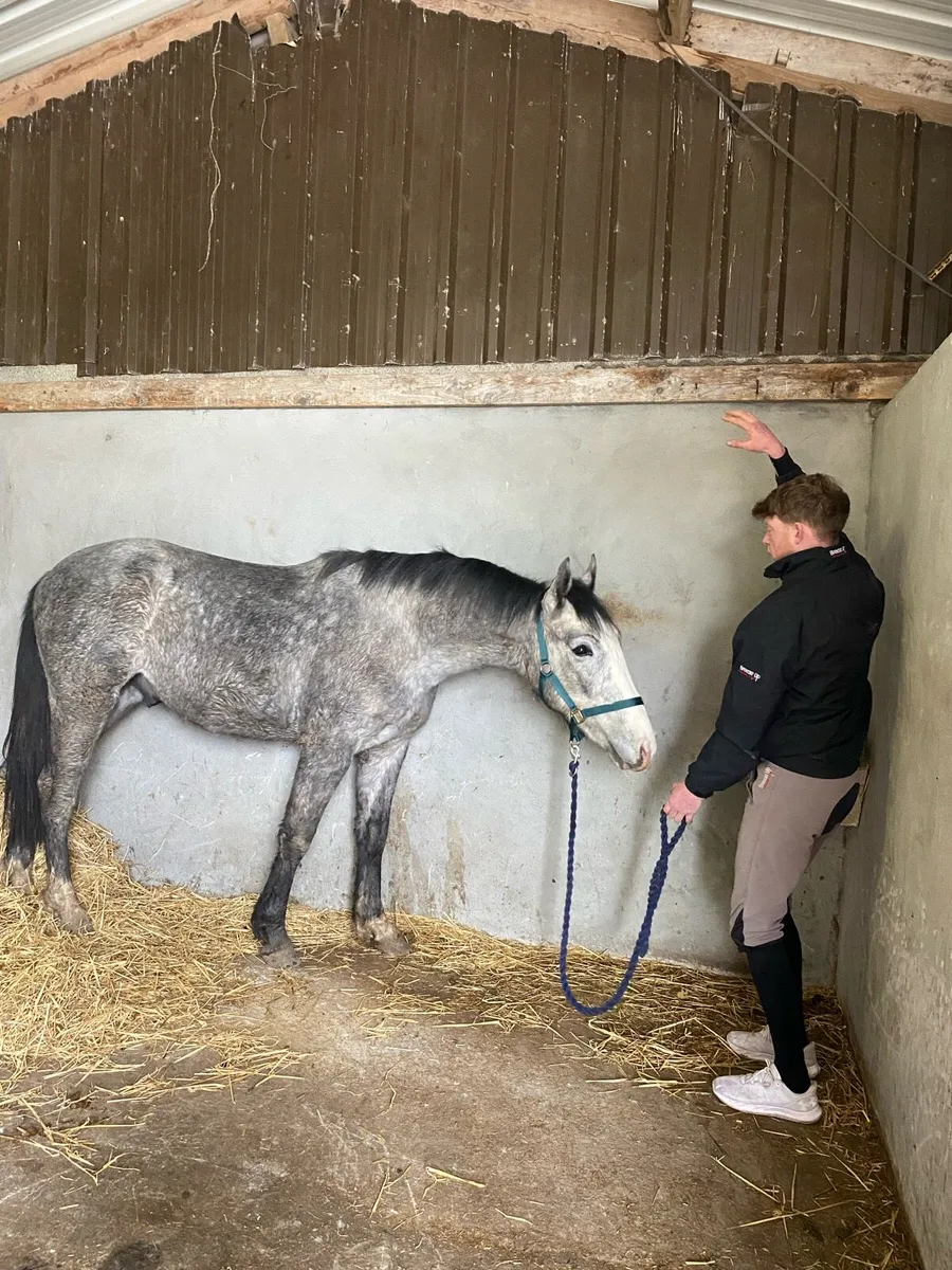 Irish draught - Image 4