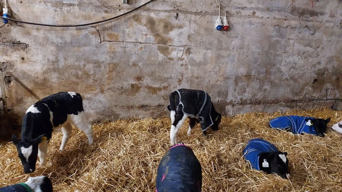 FR Bull Calves - Image 4