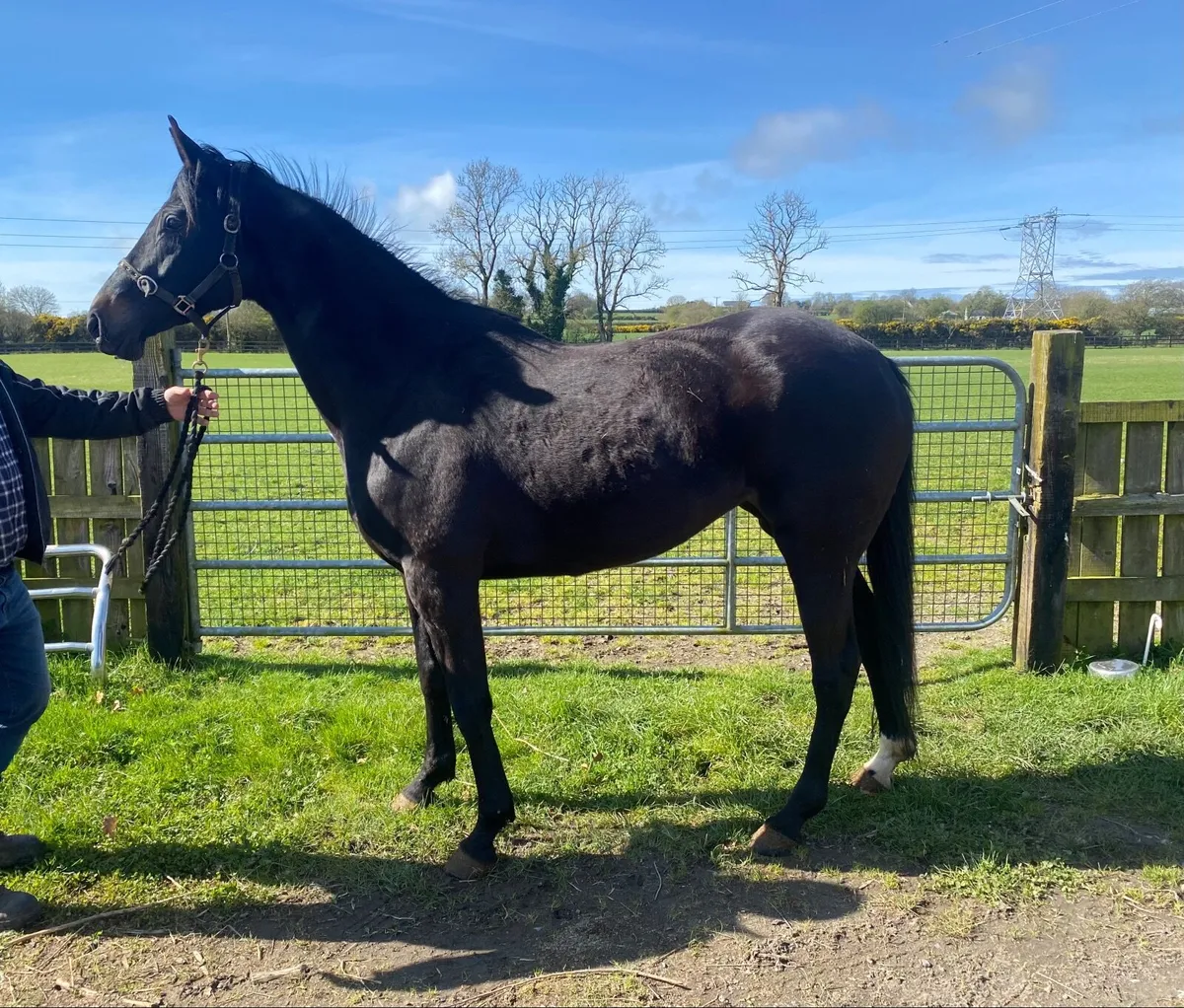 DIAMOND BOY sister to 6 WINNERS - Image 1