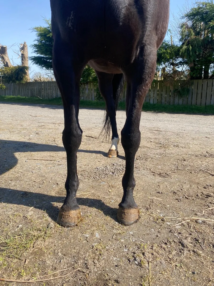 DIAMOND BOY sister to 6 WINNERS - Image 2