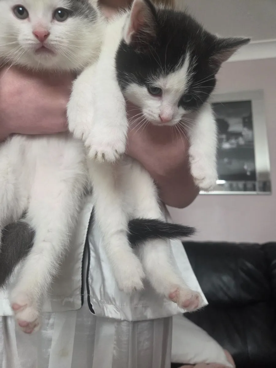Kittens for new home - Image 2