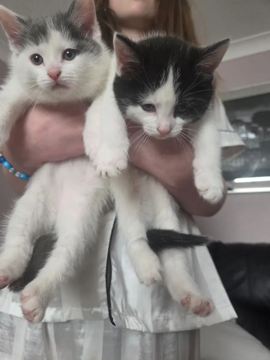 Kittens for new home - Image 3